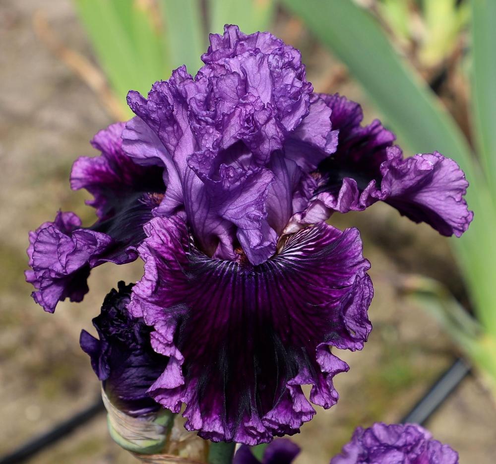 Photo of Tall Bearded Iris (Iris 'Rolling in the Deep') uploaded by ARUBA1334