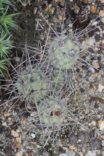 Photo of Paper-spine (Tephrocactus aoracanthus) uploaded by RuuddeBlock
