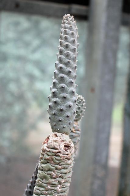 Photo of Papery Spine Cactus (Tephrocactus articulatus) uploaded by RuuddeBlock