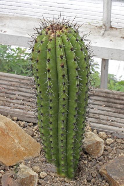 Photo of Organ Pipe Cactus (Stenocereus thurberi) uploaded by RuuddeBlock