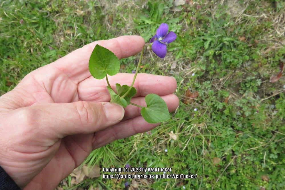 Photo of Common Blue Violet (Viola sororia) uploaded by WebTucker