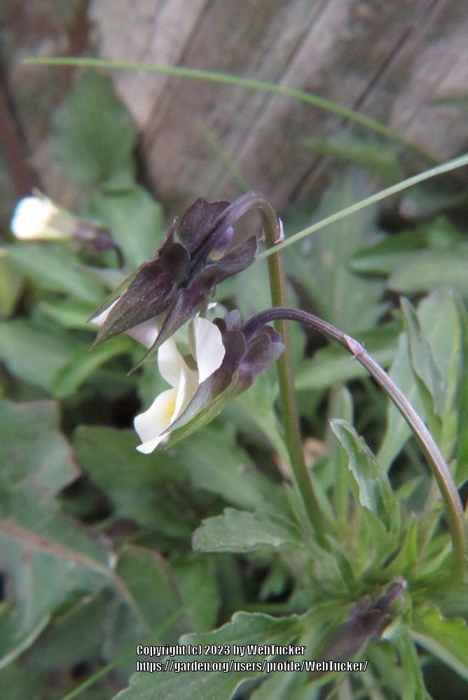 Photo of Field Pansy (Viola arvensis) uploaded by WebTucker