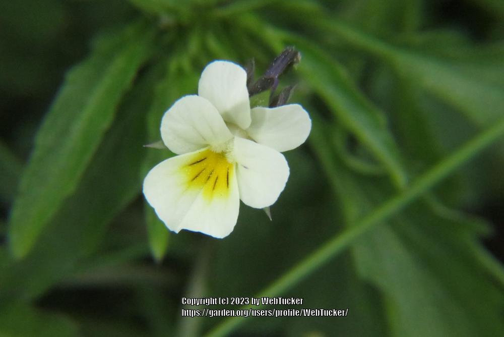 Photo of Field Pansy (Viola arvensis) uploaded by WebTucker