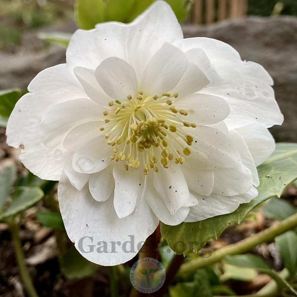Photo of Christmas Rose (Helleborus niger Gold Collection® Snow Frills) uploaded by springcolor