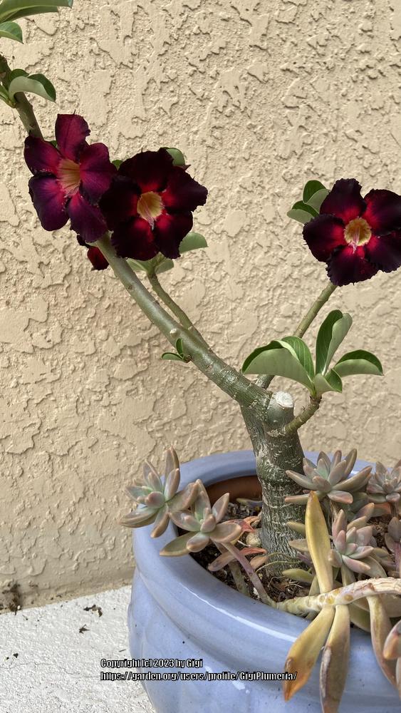 Photo of Desert Rose (Adenium obesum 'Black Fire') uploaded by GigiPlumeria