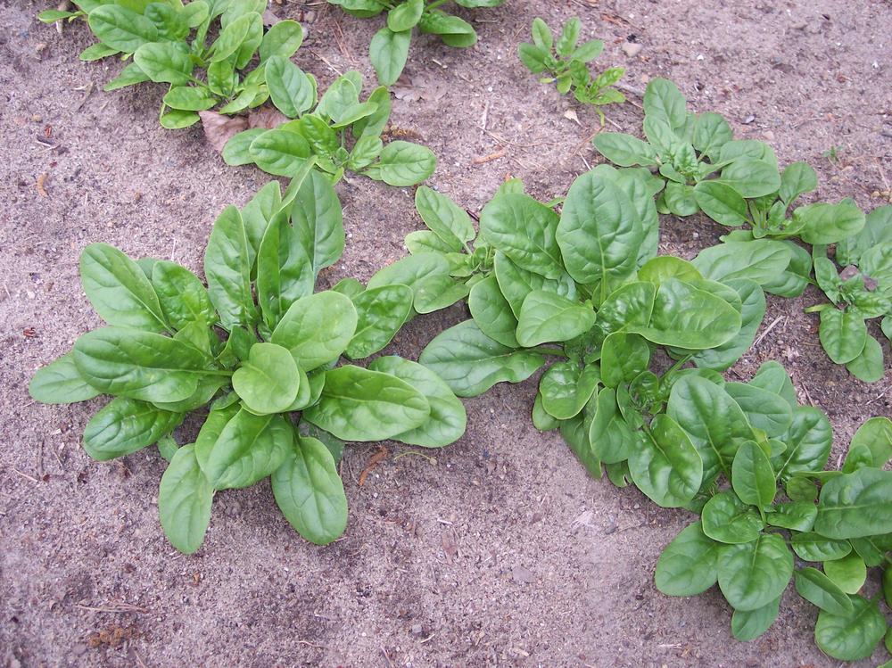 Photo of Spinach (Spinacia oleracea 'Plymouth') uploaded by farmerdill