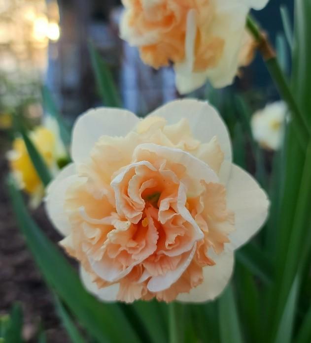 Photo of Double Daffodil (Narcissus 'Flower Surprise') uploaded by BrookeCarrollGant