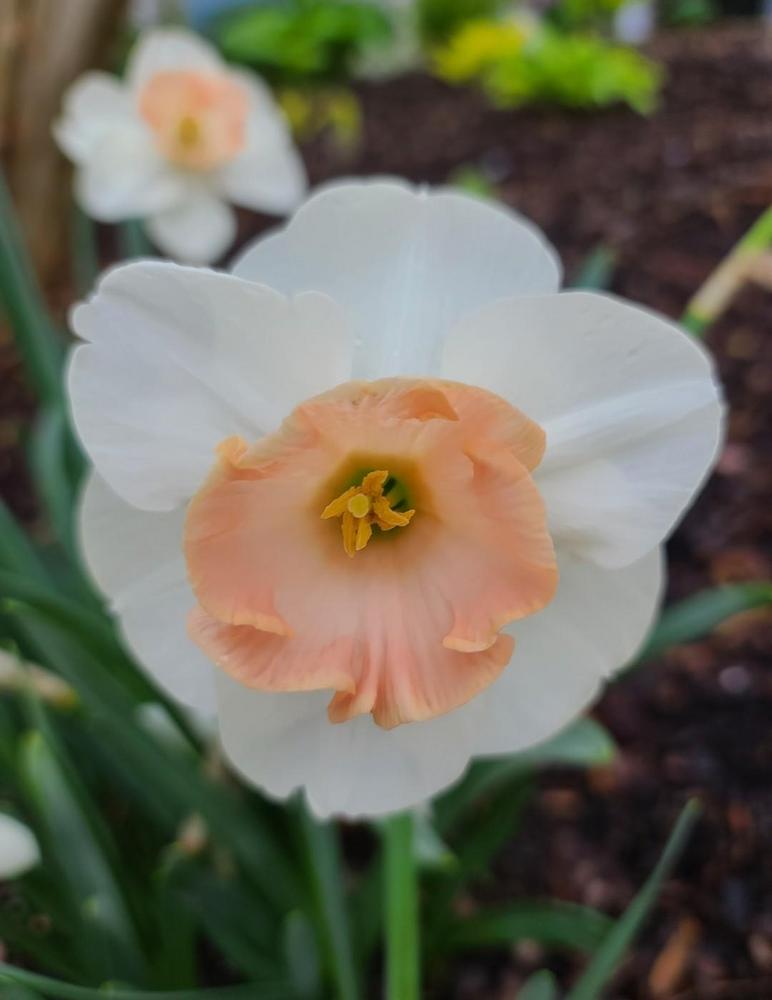 Photo of Large-cupped Daffodil (Narcissus 'Romance') uploaded by BrookeCarrollGant