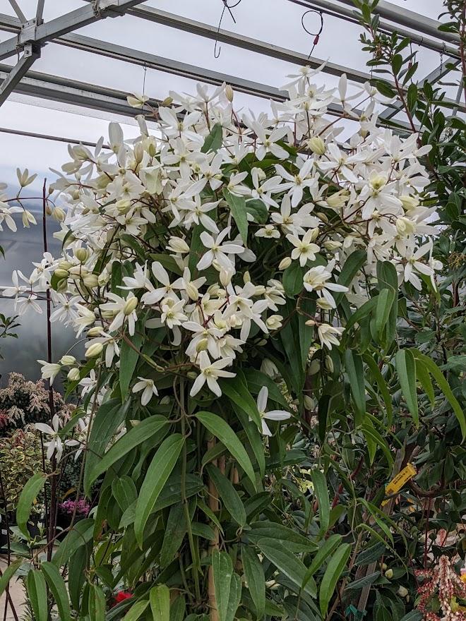 Photo of Clematis (Clematis armandii 'Snowdrift') uploaded by Joy