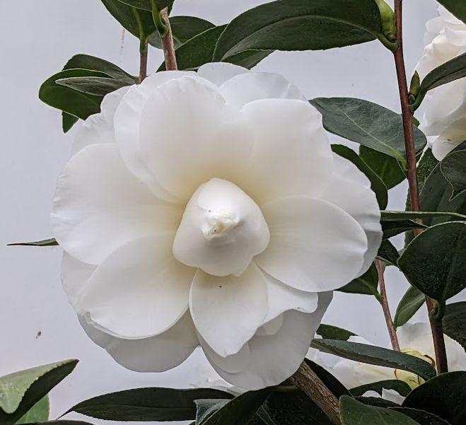 Photo of Camellia (Camellia japonica Swan Lake™) uploaded by Joy