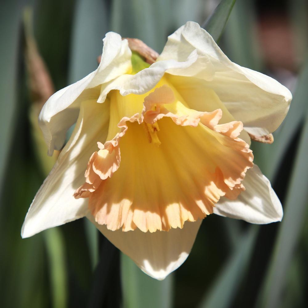 Photo of Trumpet Daffodil (Narcissus 'British Gamble') uploaded by LoriMT