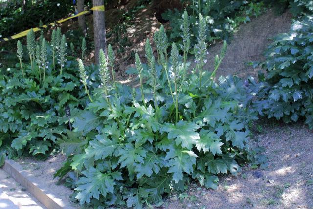 Photo of Bear's Breeches (Acanthus mollis) uploaded by RuuddeBlock