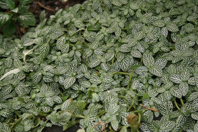 Photo of Nerve Plant (Fittonia albivenis) uploaded by RuuddeBlock