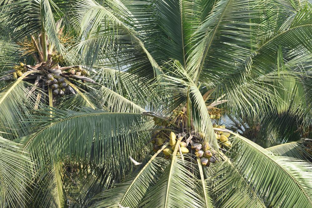 Photo of Coconut Palm (Cocos nucifera) uploaded by cliftoncat