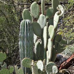 Location: South Bella Vista Drive, Tucson, AZ
Date: 2023-03-17
My Cardón cactus, still shorter than the adjacent Aaron's Beard 