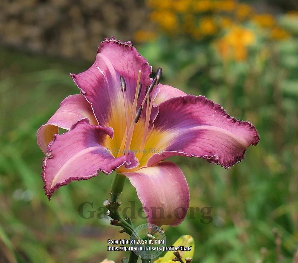 Photo of Daylily (Hemerocallis 'Nothing is Easy') uploaded by Char