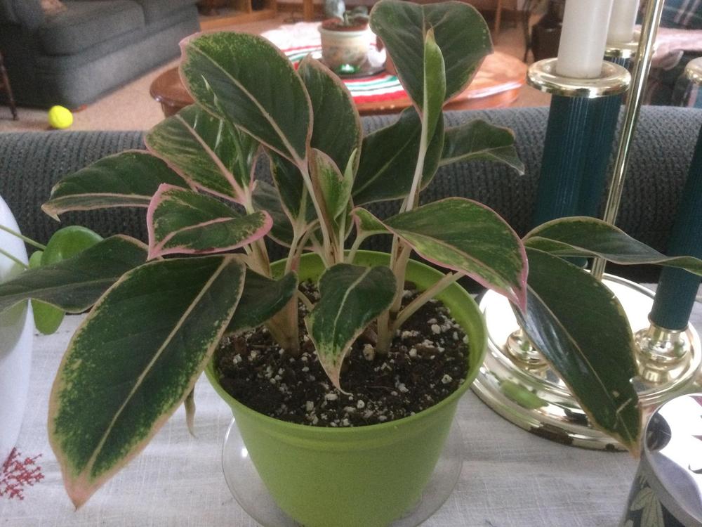 Photo of Chinese Evergreen (Aglaonema 'Siam Pink') uploaded by DebbieC