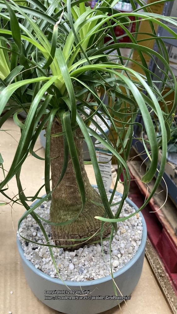 Photo of Ponytail Palm (Beaucarnea recurvata) uploaded by GigiPlumeria