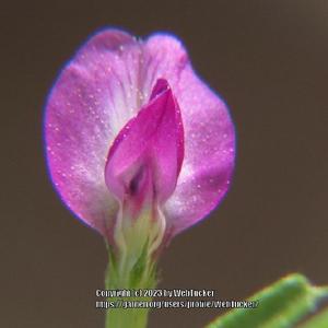 Common Vetch # 400; RAB p. 629, 98-36-3; AG page 142, 32-30-1; LH