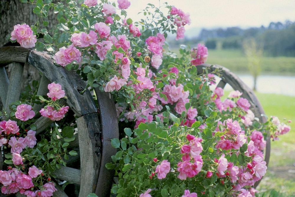 Photo of Rose (Rosa 'Flower Carpet Apple Blossom') uploaded by scvirginia