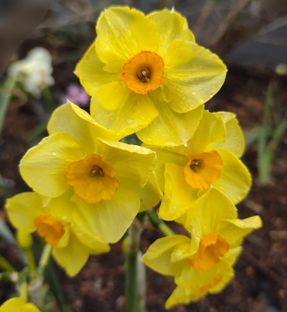 Photo of Tazetta Daffodil (Narcissus 'Martinette') uploaded by BlueRidgeGardener23