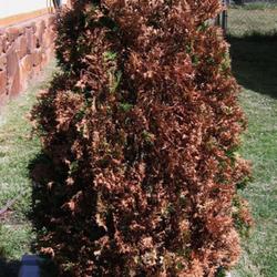 Location: My garden 
Date: 2022-09-28
Arborvitae Holmstrup after triple digit summer heat. Burned to a 
