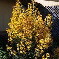 Location: My garden 
Date: 2022-10-04
Helianthus Salicifolius Autumn Gold