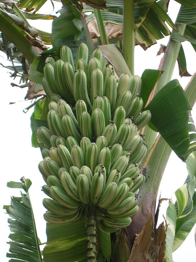 Photo of Royal Variegated Banana (Musa x paradisiaca 'Aʻe Aʻe') uploaded by robertduval14