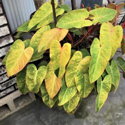 Location: Excelsa Gardens nursery, Loxahatchee FL
Date: 2021-02
grown outside: very bright variegation, almost yellow!