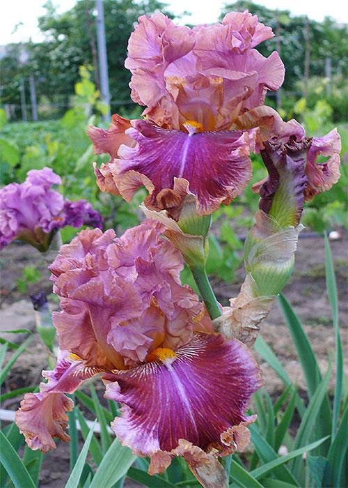 Photo of Tall Bearded Iris (Iris 'Maiskaya Siren') uploaded by vevgarden