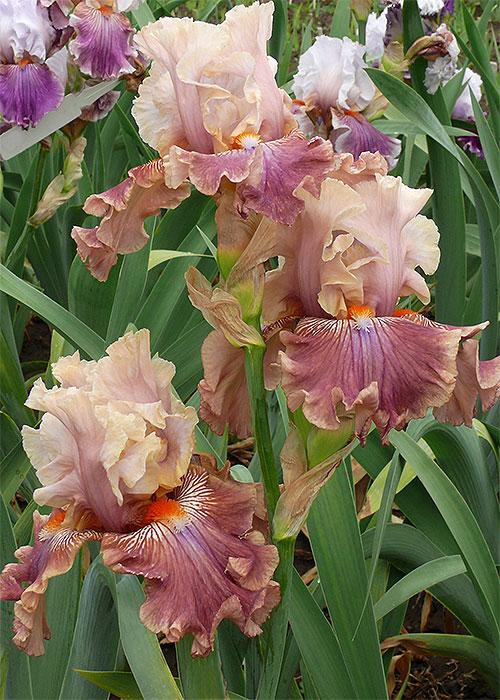 Photo of Tall Bearded Iris (Iris 'Osenii Sad') uploaded by vevgarden