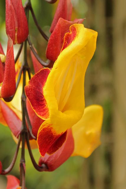 Photo of Mysore Trumpet Vine (Thunbergia mysorensis) uploaded by RuuddeBlock