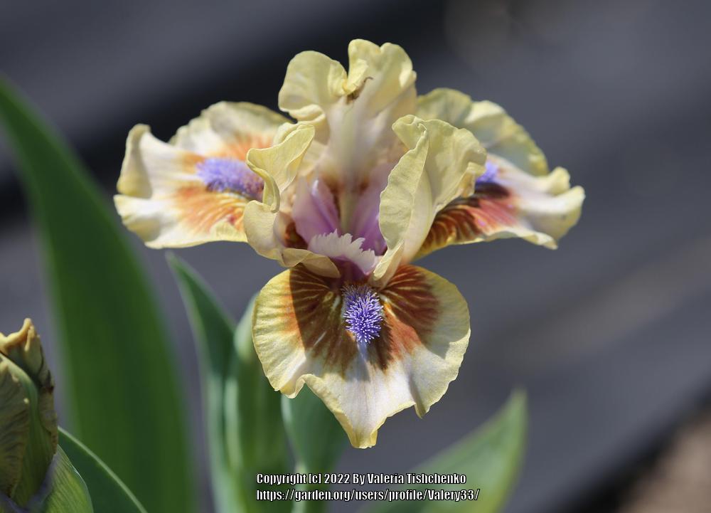 Photo of Standard Dwarf Bearded Iris (Iris 'Antsy') uploaded by Valery33