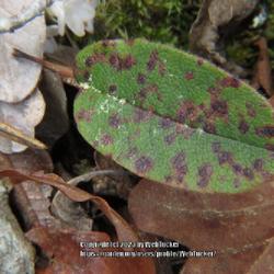 Location: Aberdeen, NC 
Date: March 22, 2023
Trailing Arbutus #401; RAB page 811, 145-15-1; LHB p. 764, 157-11