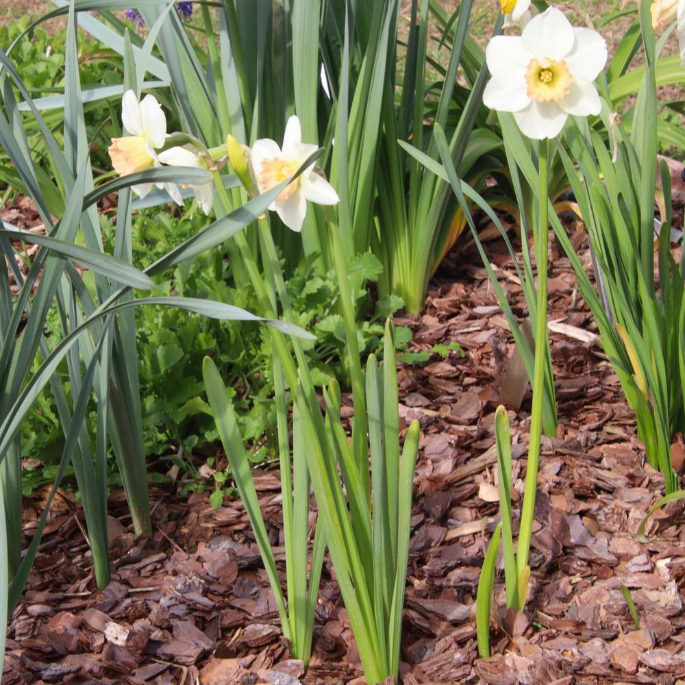Photo of Large-cupped Daffodil (Narcissus 'Salome') uploaded by LoriMT