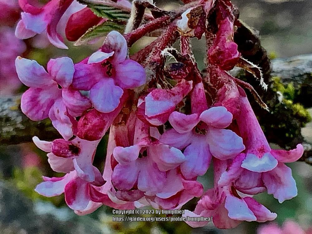 Photo of Viburnums (Viburnum) uploaded by bumplbea
