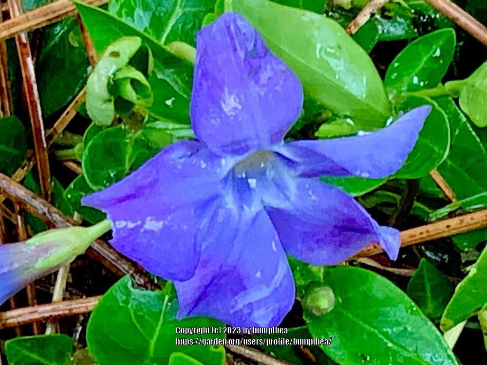 Photo of Lesser Periwinkle (Vinca minor) uploaded by bumplbea