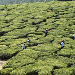 Location: Munnar, India
Date: 2023-02-27
Workers provide a sense of scale
