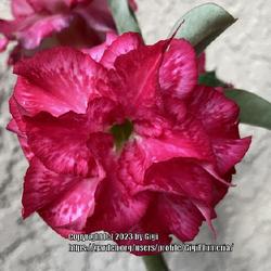 Location: My garden in Tampa, Florida
Date: 2023-03-25
My rescue desert rose.