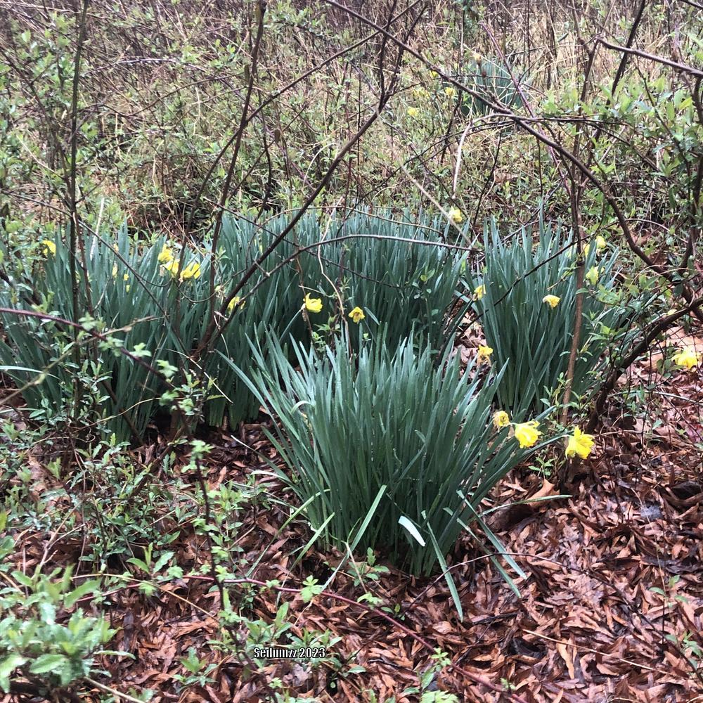Photo of Double Daffodil (Narcissus 'Telamonius Plenus') uploaded by sedumzz
