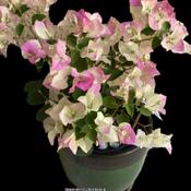 This is a beautiful floriferous bougainvillea. This rebloomed rig