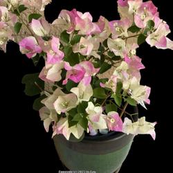 Location: My garden in Tampa, Florida
Date: 2023-03-25
This is a beautiful floriferous bougainvillea. This rebloomed rig