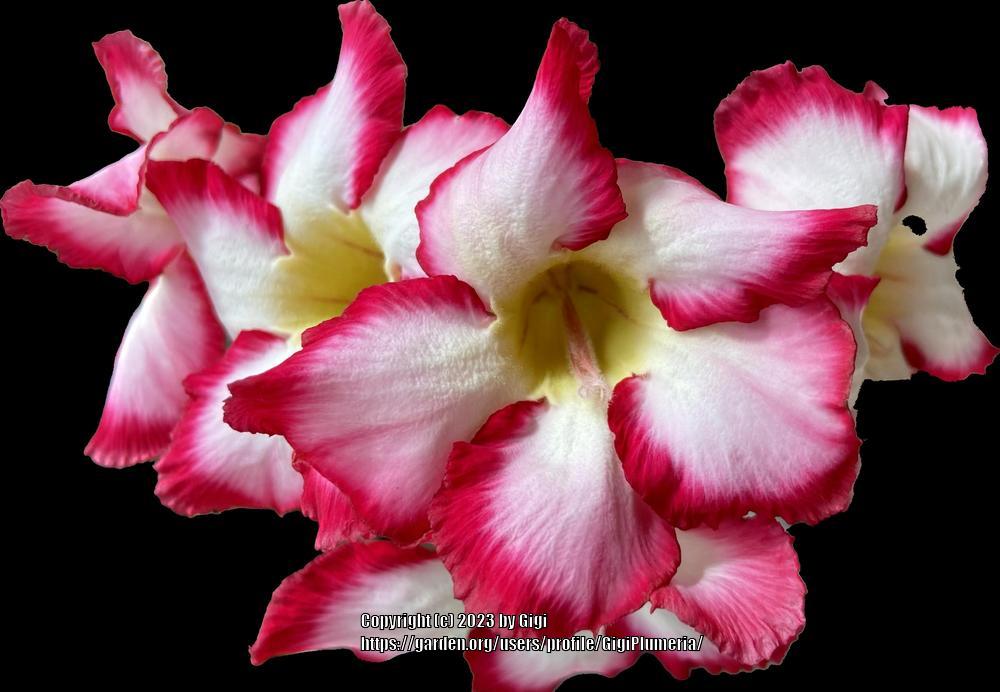Photo of Desert Rose (Adenium obesum 'Poseidon') uploaded by GigiPlumeria