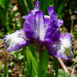 Location: Philo, California
Date: 2023-03-26
First iris in my 2023 Garden - Robin Shadlow, hybridizer