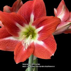 Location: My garden in Tampa, Florida
Date: 2023-03-25
My amaryllis blooms every year since 2019.