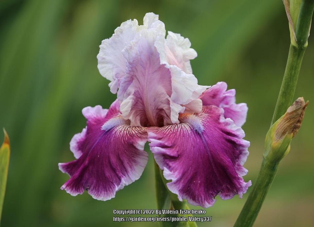 Photo of Tall Bearded Iris (Iris 'Avenue of Dreams') uploaded by Valery33