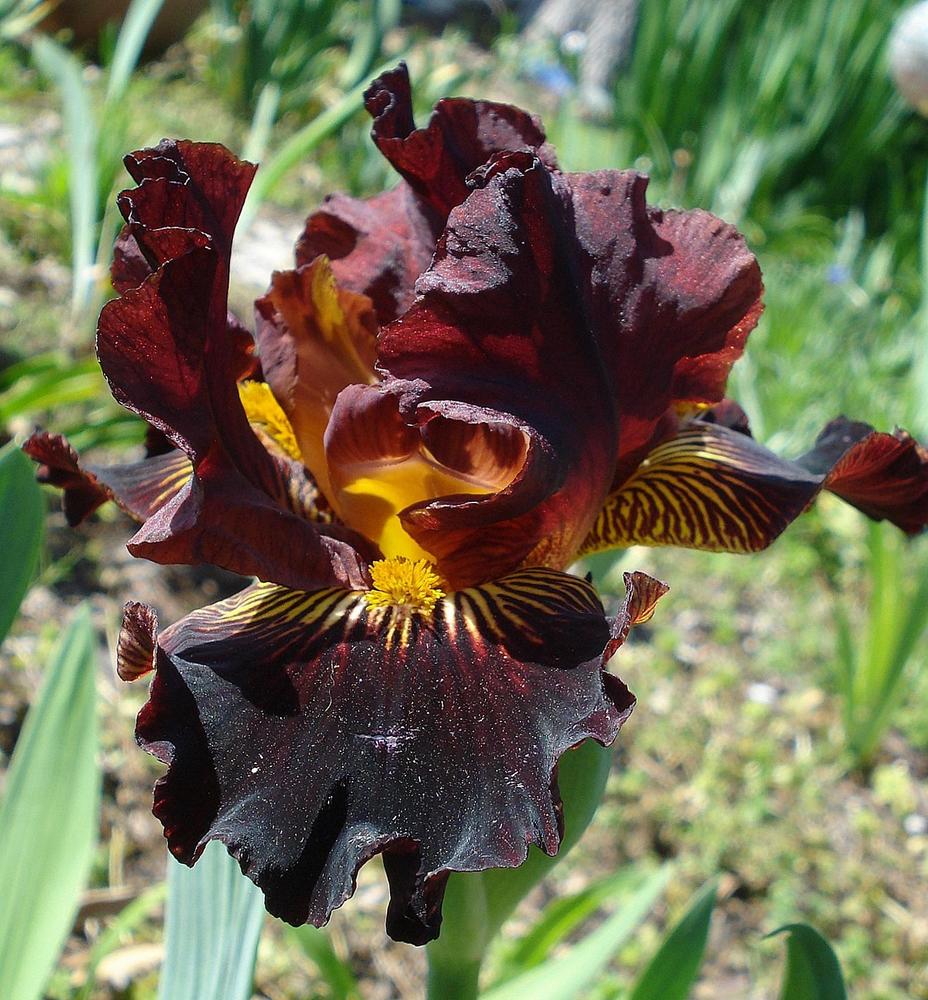 Photo of Intermediate Bearded Iris (Iris 'Ben the Dragon') uploaded by lovemyhouse