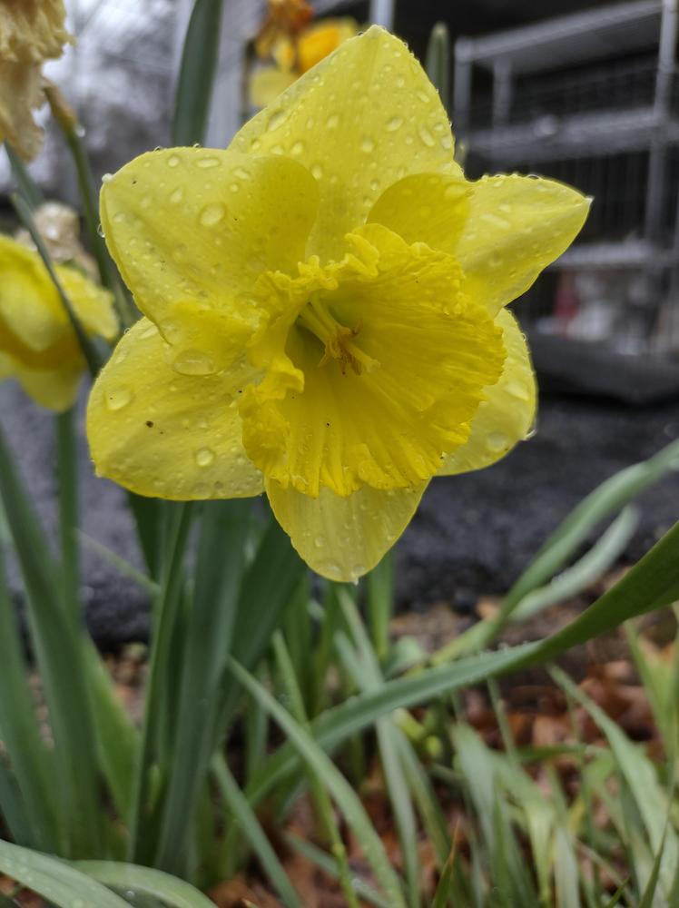Photo of Large-cupped Daffodil (Narcissus 'Saint Patrick's Day') uploaded by BlueRidgeGardener23