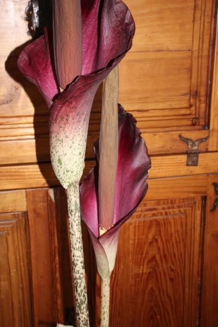 Photo of Voodoo Lily (Amorphophallus konjac) uploaded by RuuddeBlock
