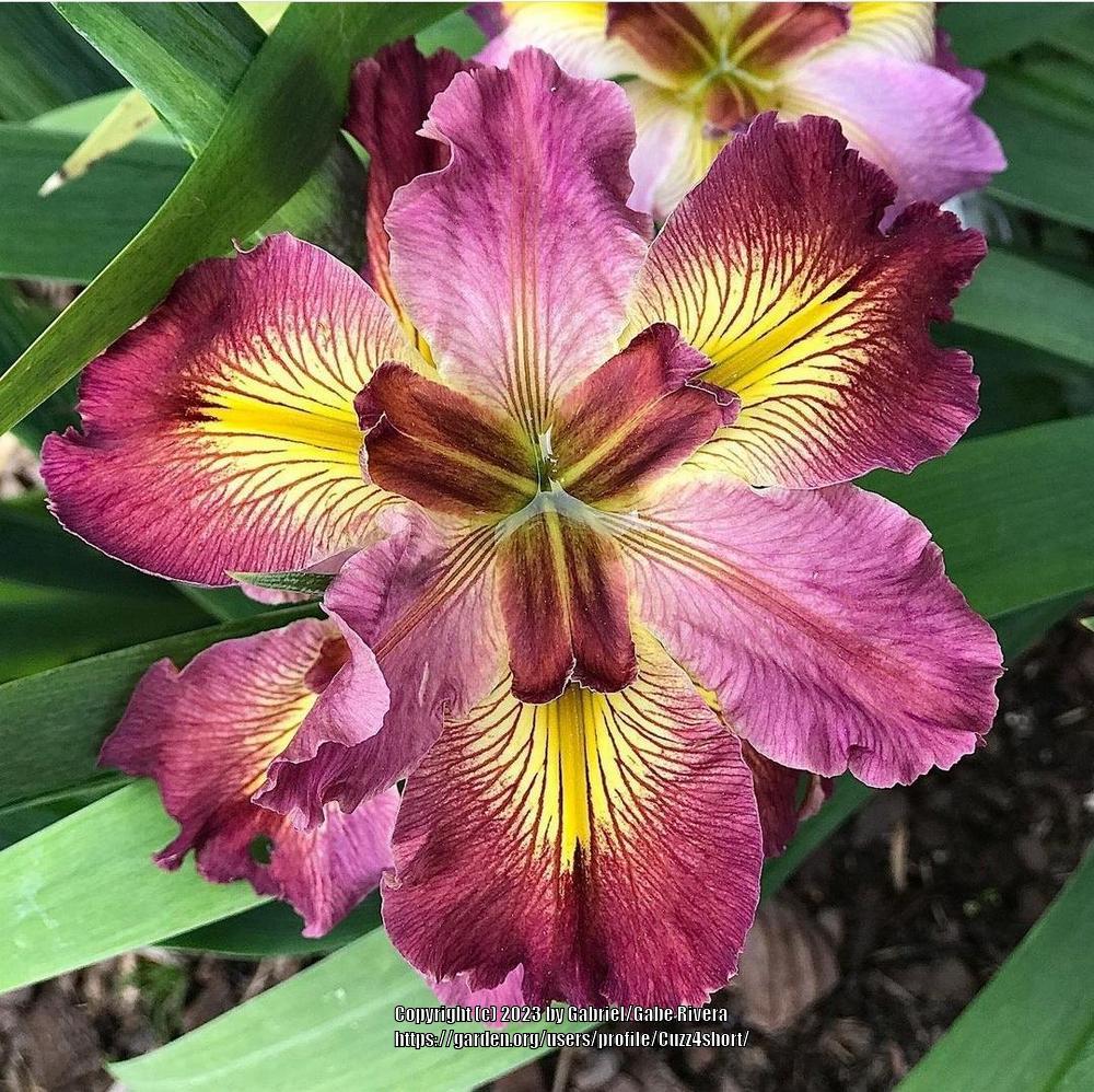 Photo of Louisiana Iris (Iris 'Cajun Love') uploaded by Cuzz4short